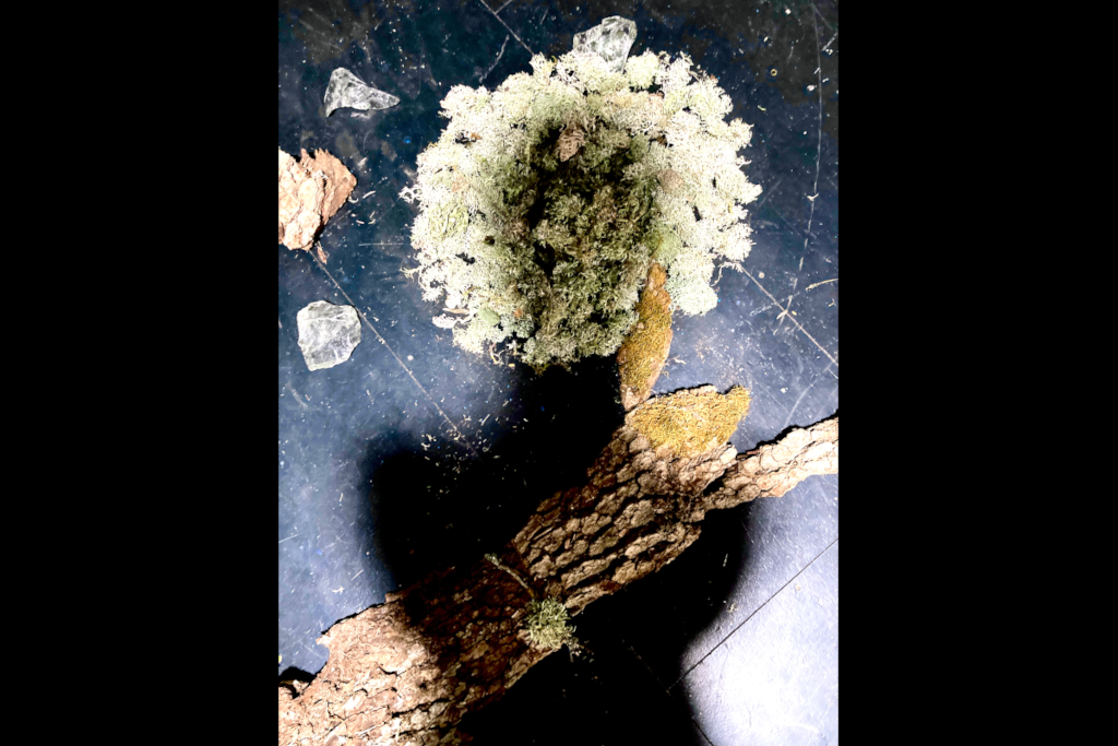 Les Mélodies de Koumamour © Betula Lenta Les Mélodies de Koumamour © Betula Lenta