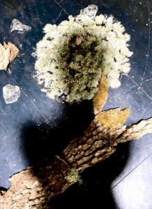 Les Mélodies de Koumamour © Betula Lenta