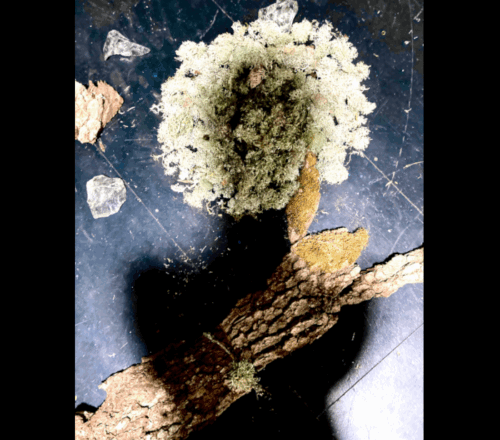 Les Mélodies de Koumamour