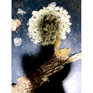 Les Mélodies de Koumamour © Betula Lenta