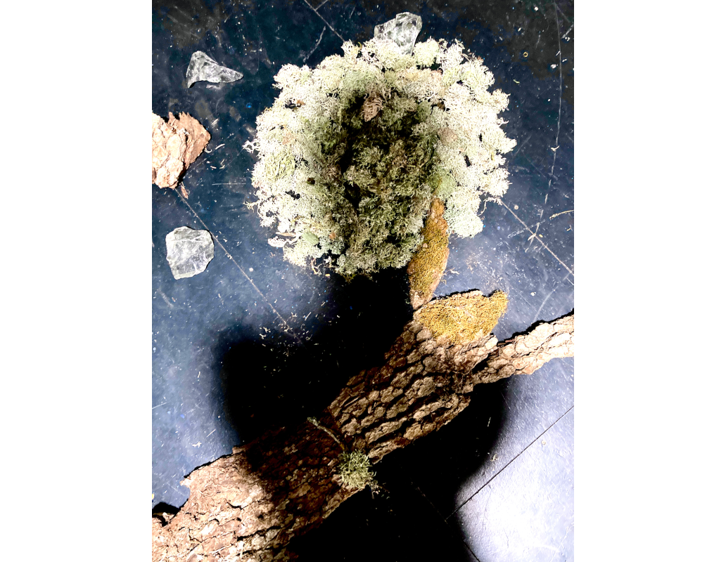 Les Mélodies de Koumamour © Betula Lenta